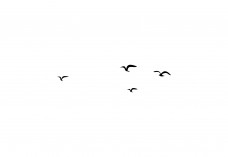 Flying Birds Free Vector | Vector free files